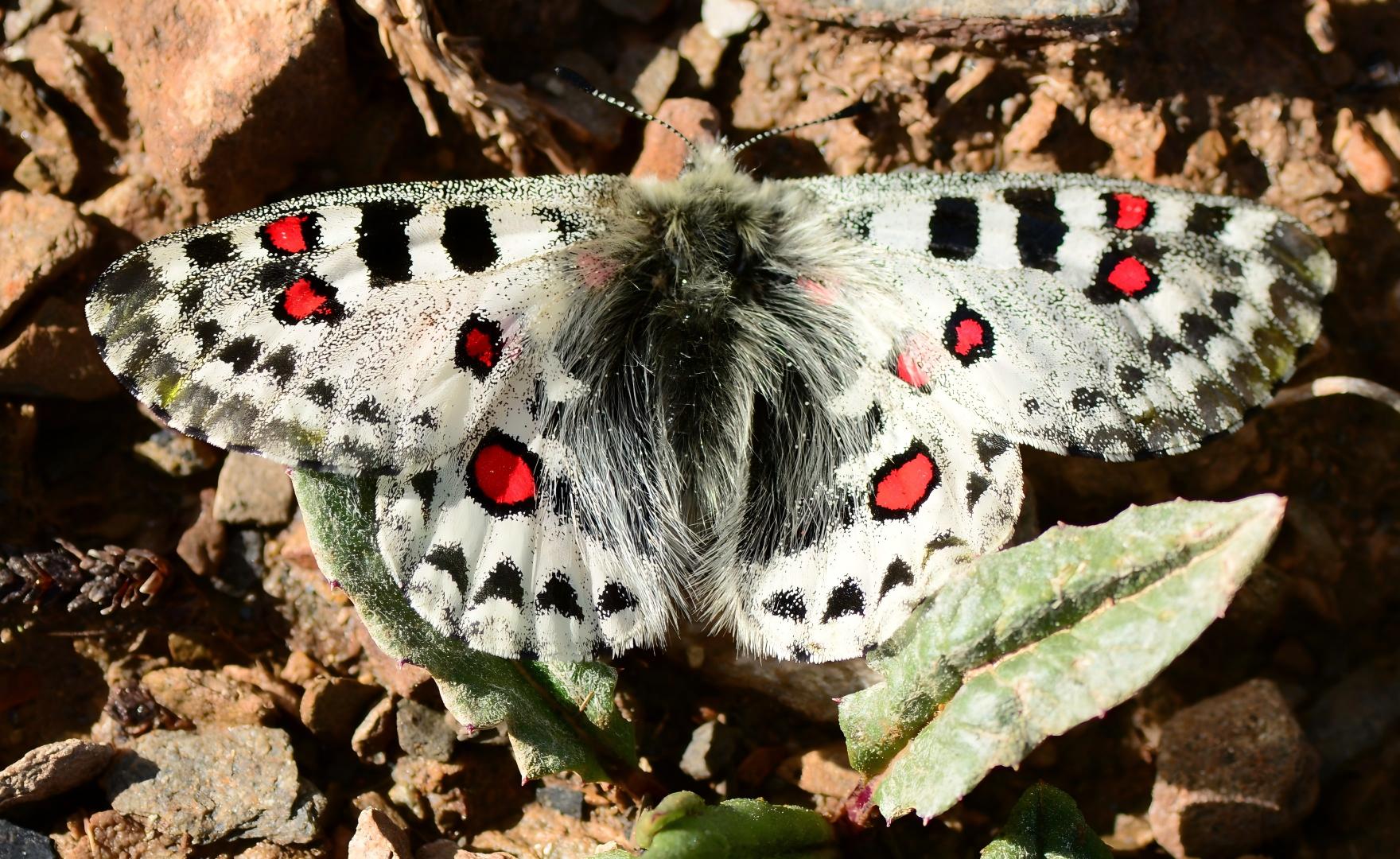 Parnassius epaphus Apollo butterfly on alpine scree slope, Hengduan Mountains
