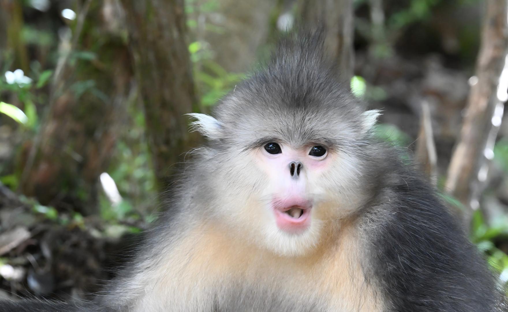 Yunnan snub-nosed monkey with blue lips, Hengduan Mountains wildlife