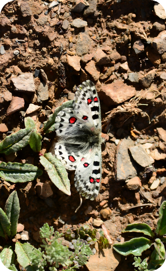 Parnassius butterfly gliding over scree with alpine plants, Baima Snow Mountain