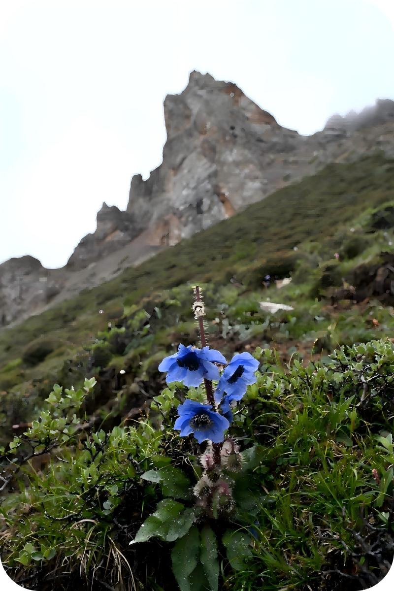 Himalayan blue poppy (Meconopsis) with Shika Snow Mountain, Hengduan butterfly habitat