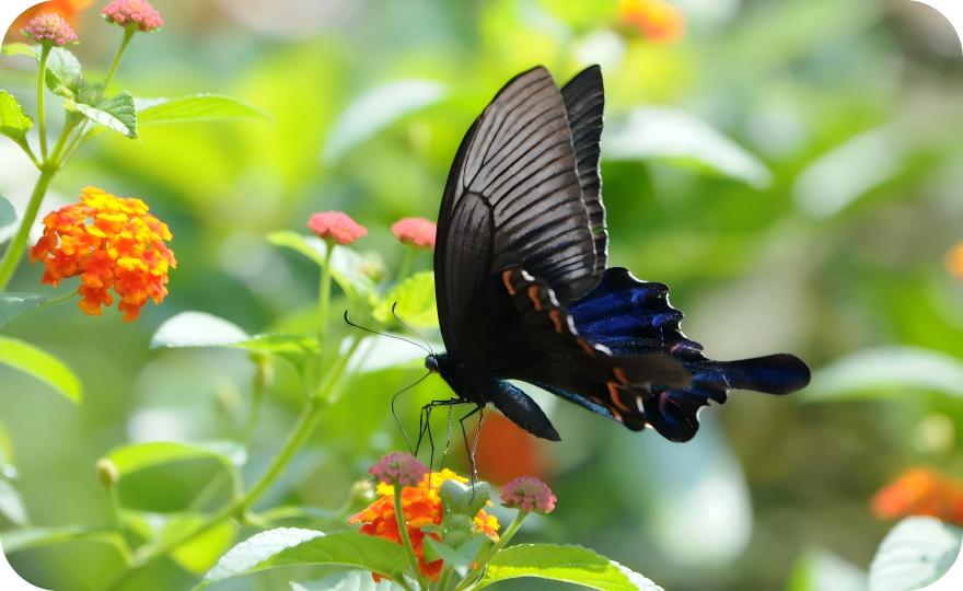 Chinese windmill butterfly (Papilio palinurus) nectaring on wildflower, Yunnan wildlife