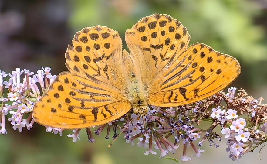 Butterfly on wildflower in Jinsha River Valley farmland, Yunnan butterfly tour