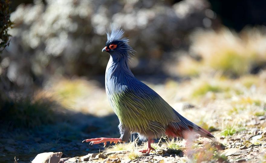 Blood pheasant in forest undergrowth with light shafts, Laojun Mountain wildlife