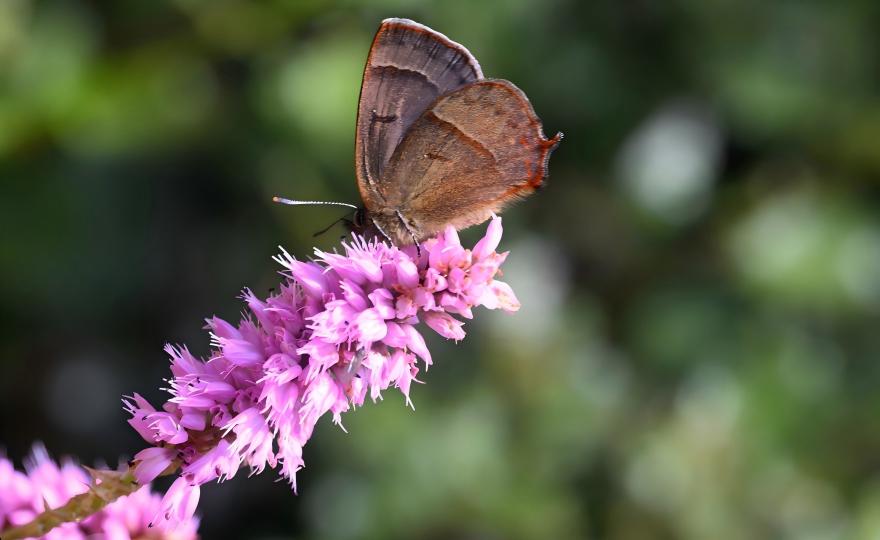 Lycaenid butterfly on primrose with distant mountains, Shika Snow Mountain