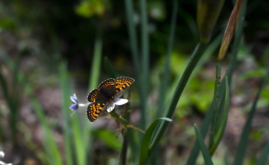 Endemic nettle butterfly on white flower in forest edge, Baima Mountain