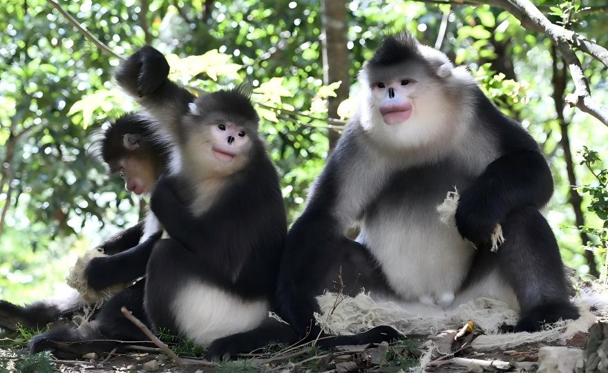 Yunnan snub-nosed monkey in forest canopy, Tacheng primate watching