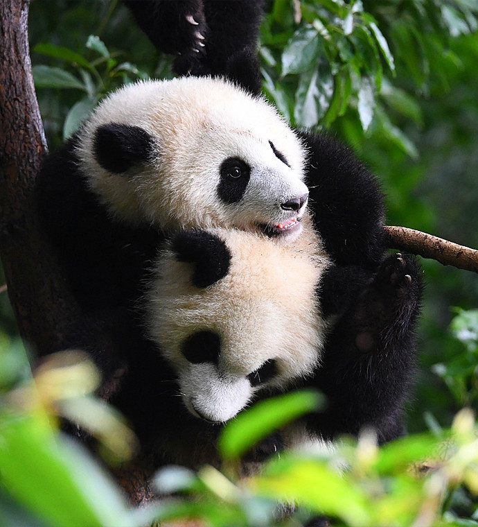 Giant Panda Safari