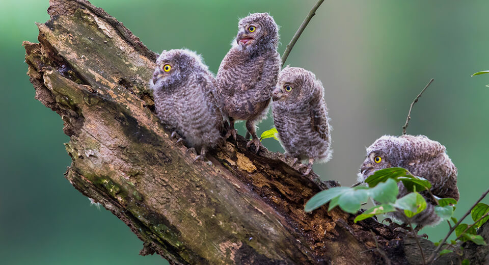 Wildlife Portraits